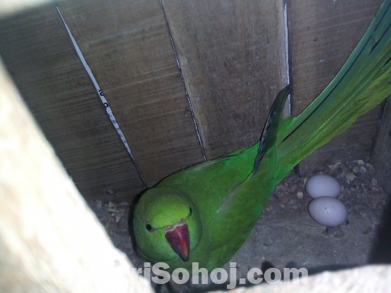Ring neck parrot breeding pair